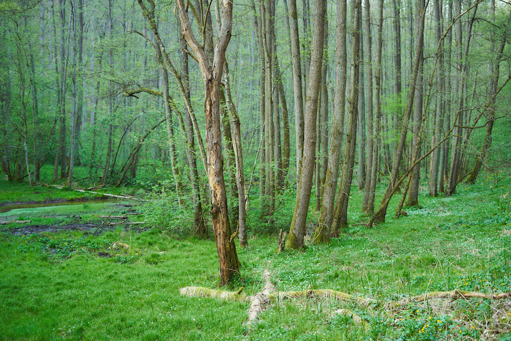 Frühlingswald 