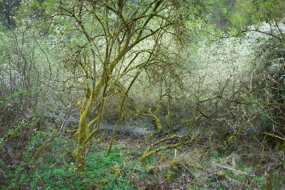 Frühlingswald III