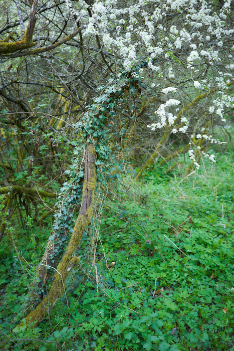 Frühlingswald IV