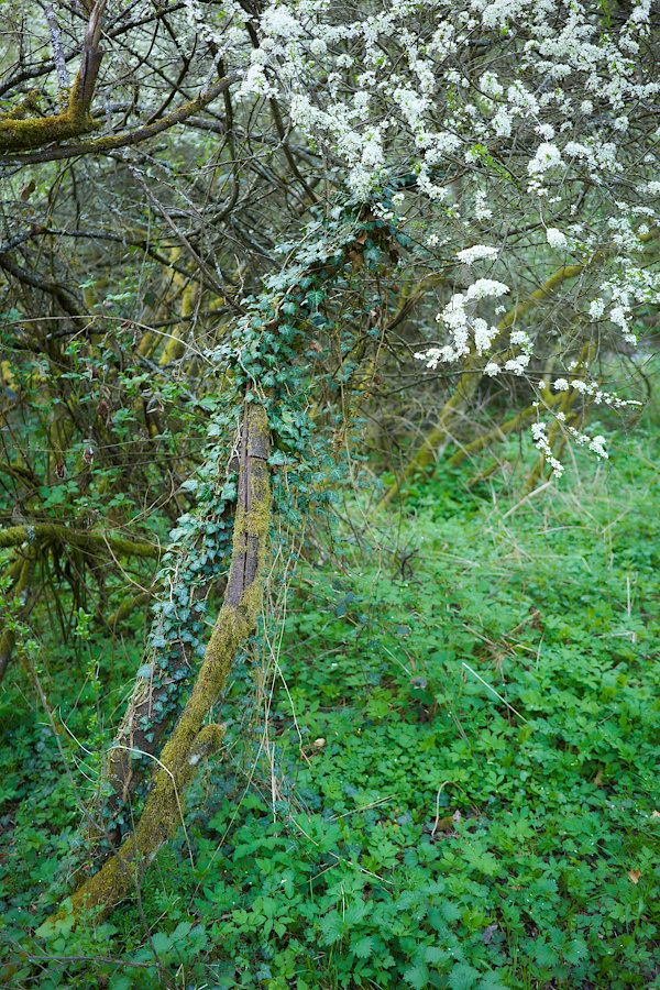 Frühlingswald IV