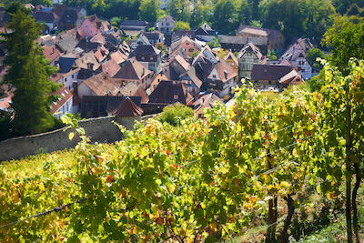 Ribeauvillé
