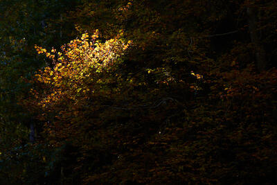 Herbstwald
