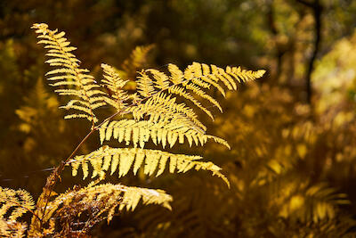 Herbstfarn