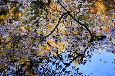 Herbstweiher II