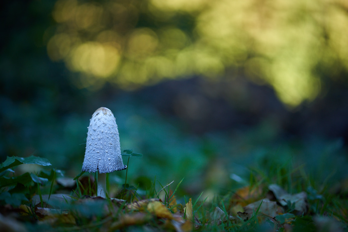 Pilz