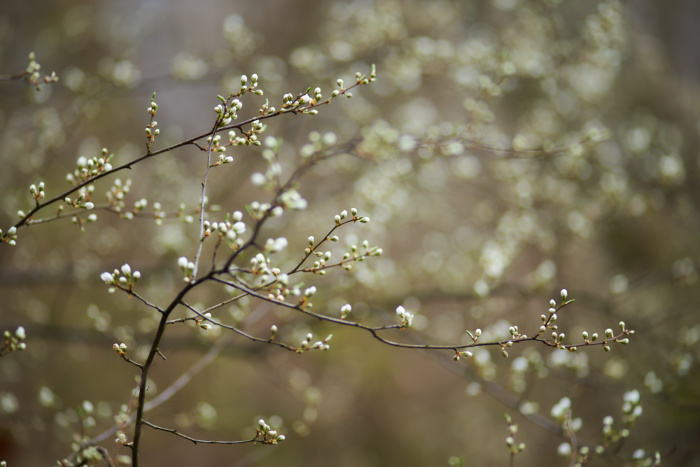 Frühling