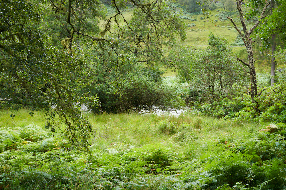 Schottland 6