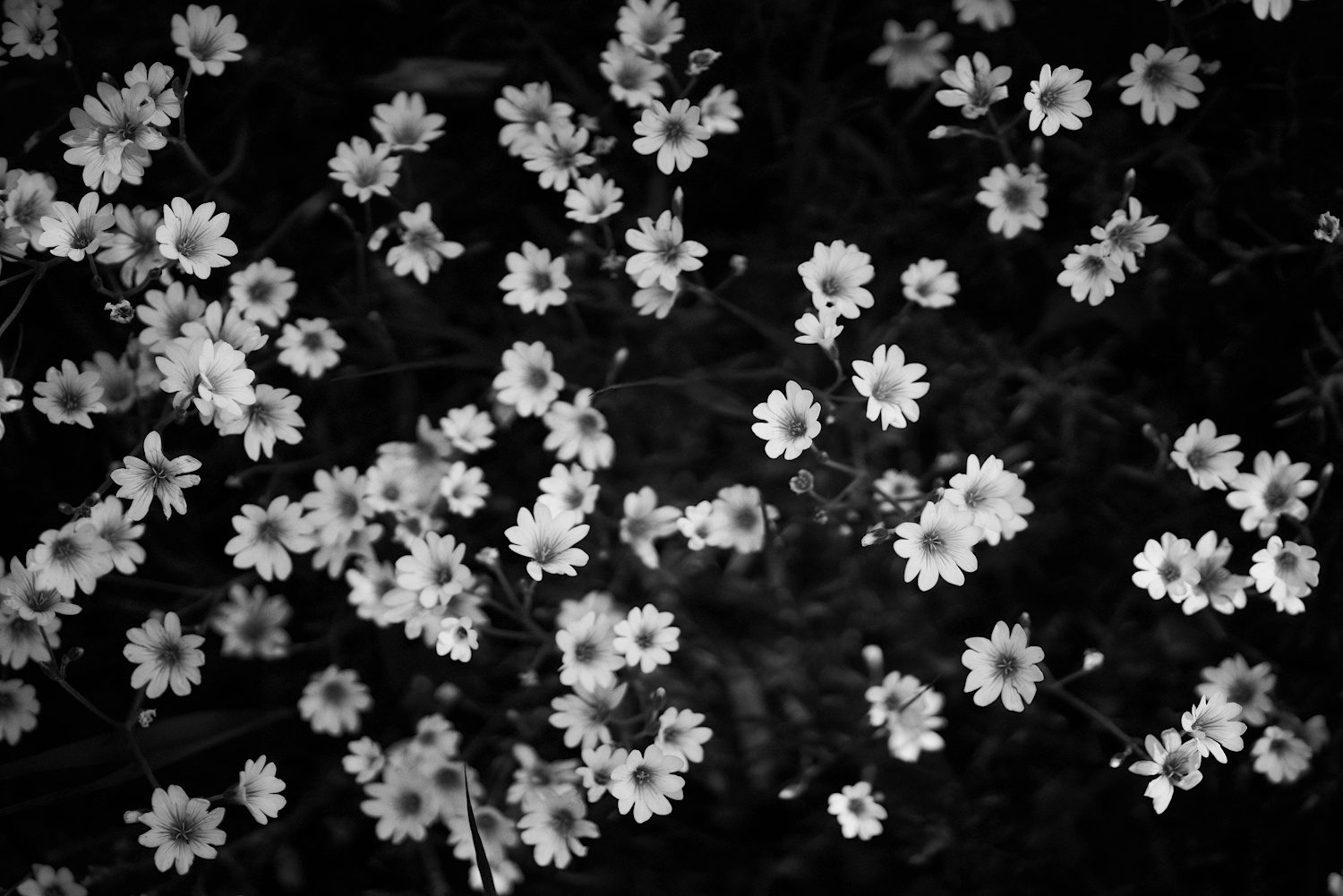 Blumen