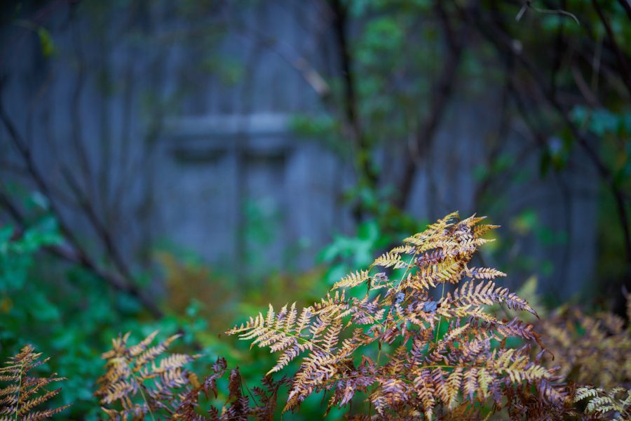 Der Farn vor der Hütte im Wald
