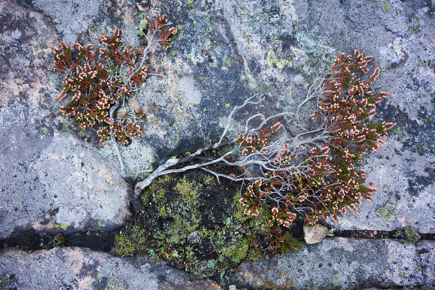 Die Kunst der Natur