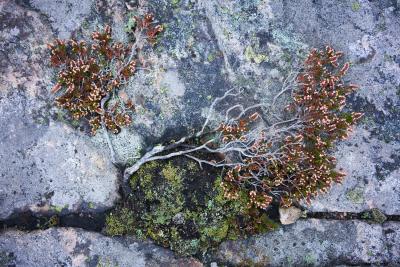 Die Kunst der Natur