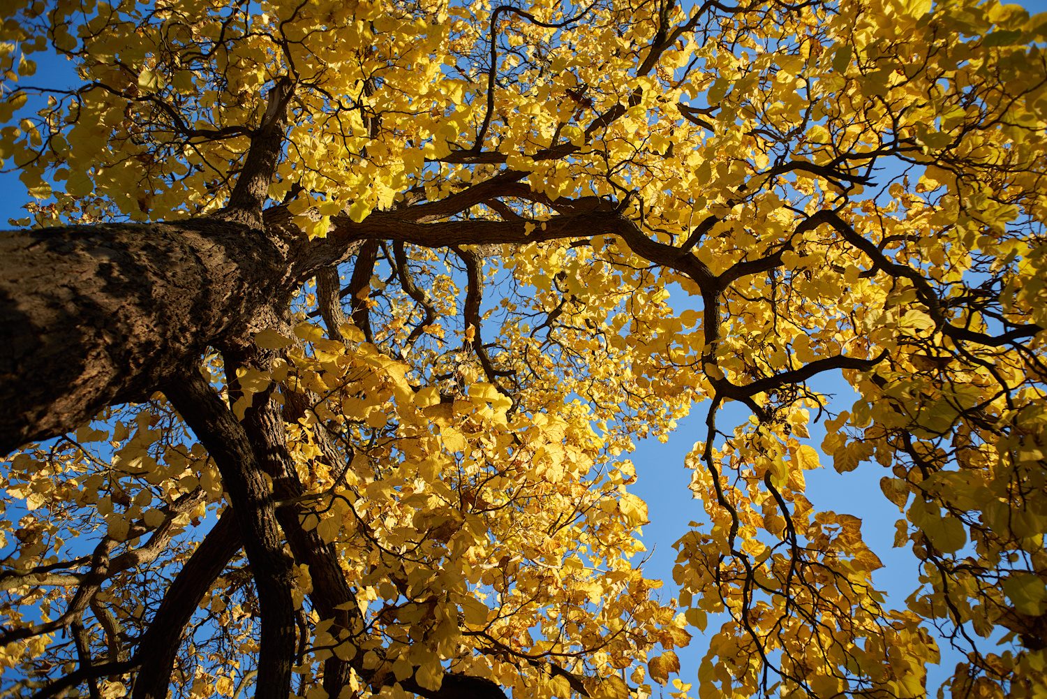 Herbst