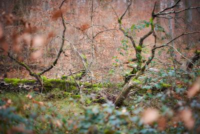 Im Wald