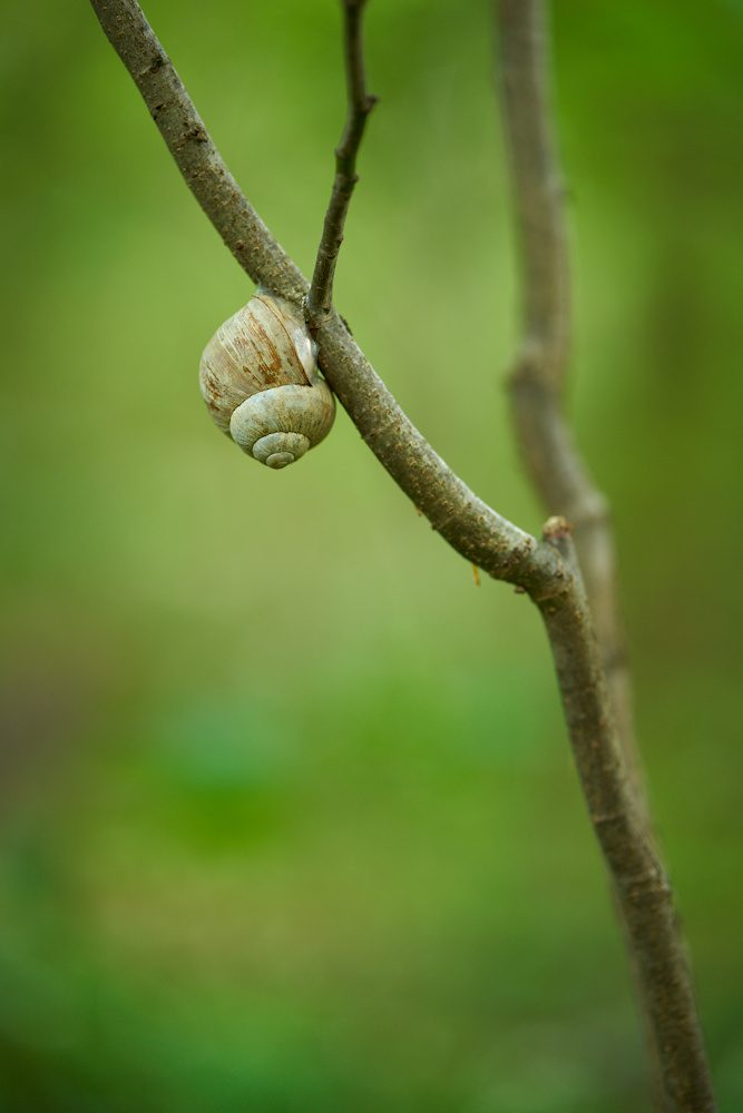 Schnecke