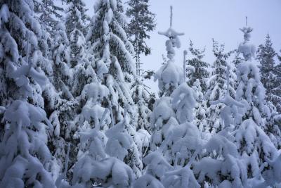 Schneebedeckt