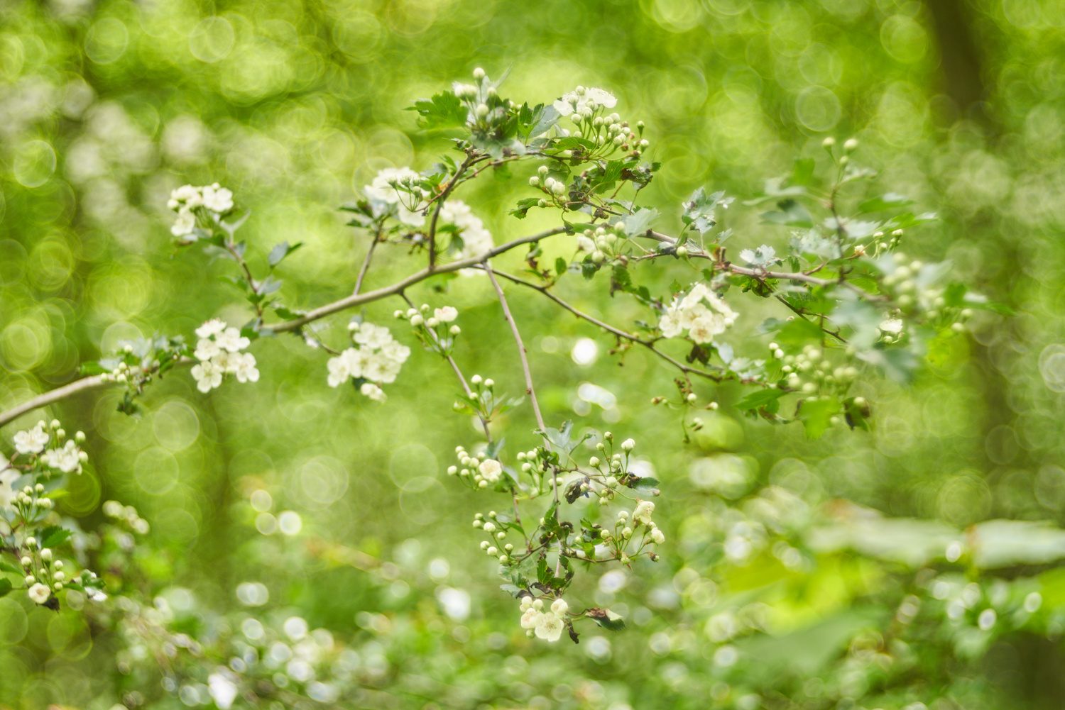 Sprudelnder Frühling II