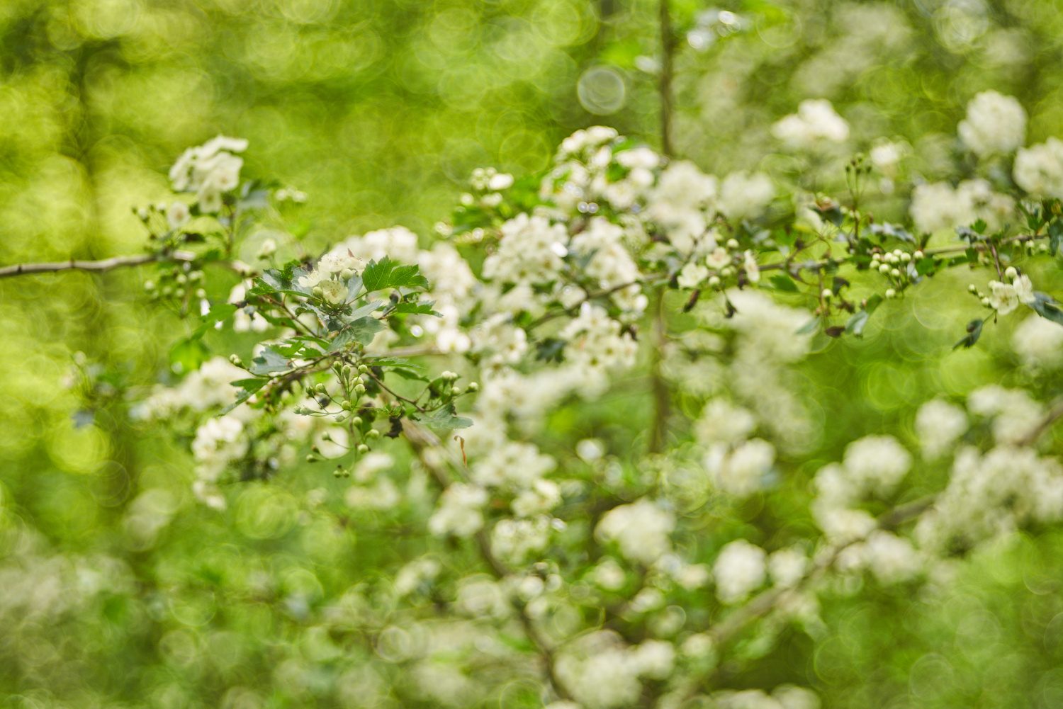 Sprudelnder Frühling