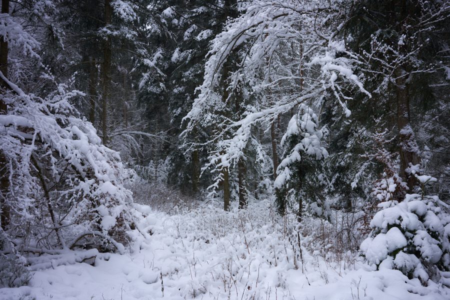Winter