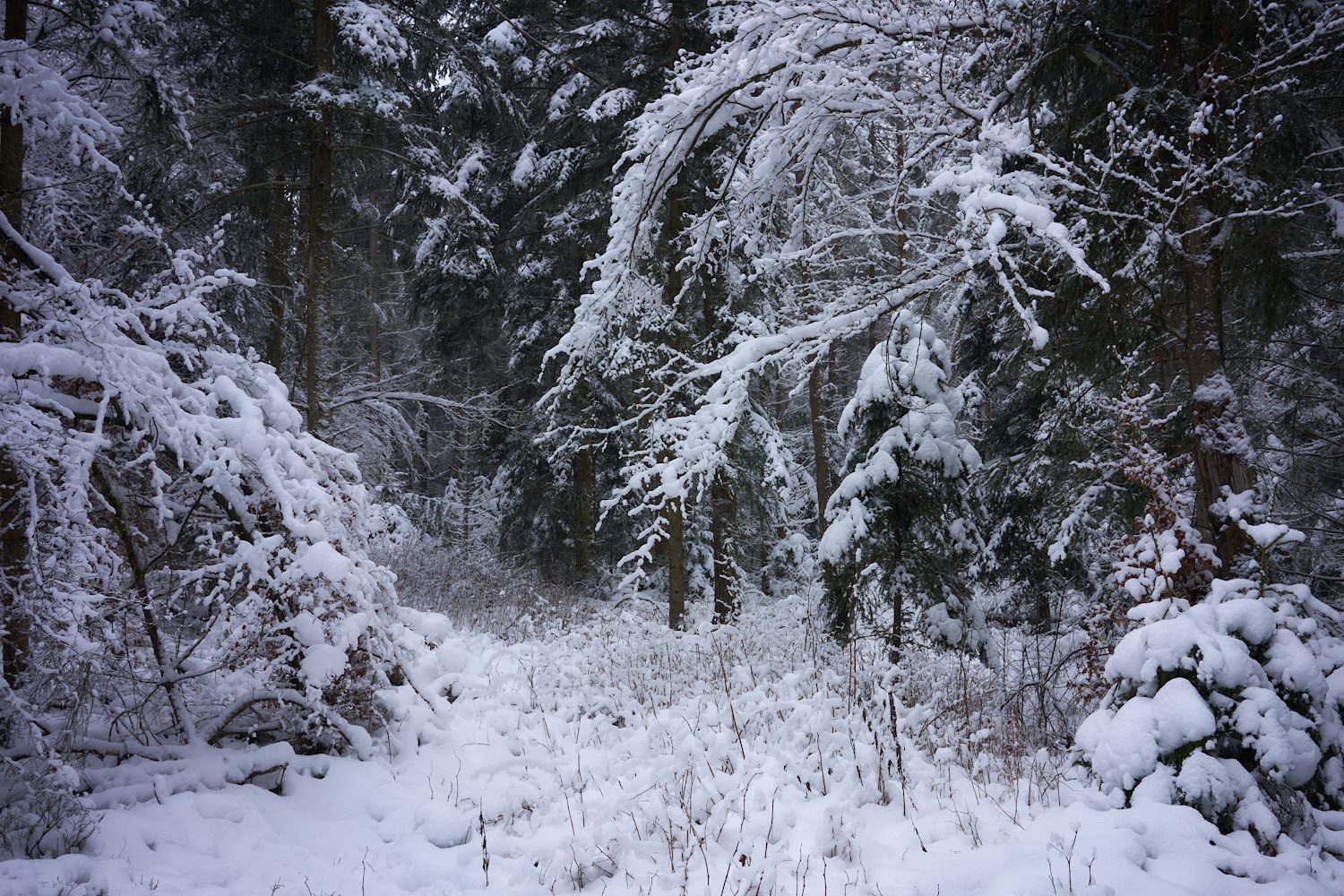 Winter