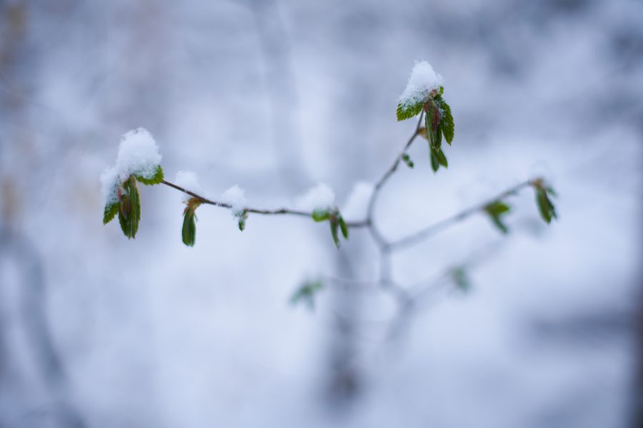 Der Winter ist zurück