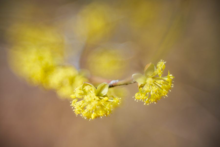 Früglingsblüte