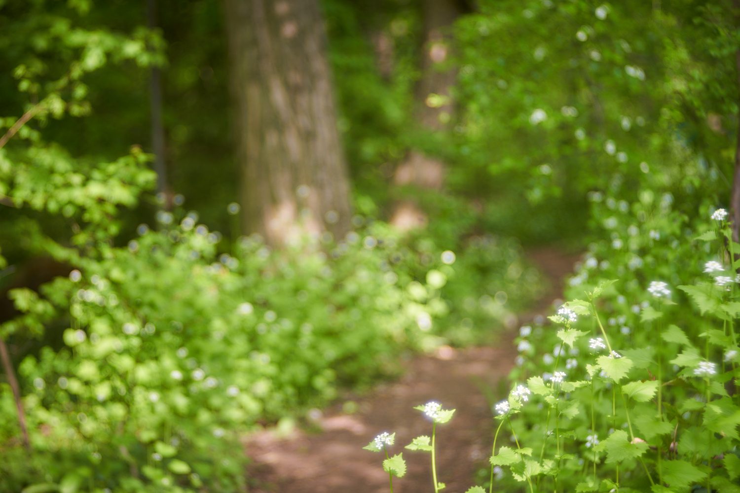 Spaziergang im Frühlingswald