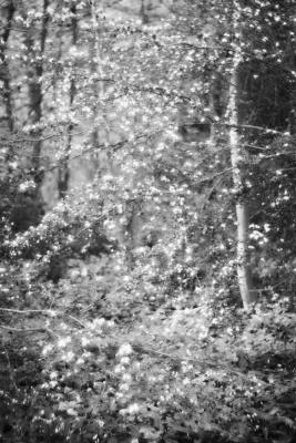 Verträumter Wald
