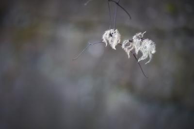 Winter-Schönheit