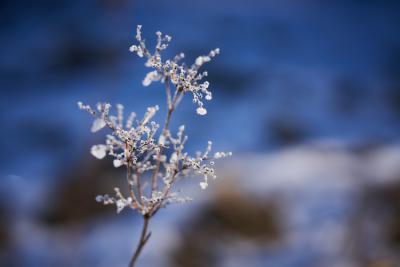 Winterblume