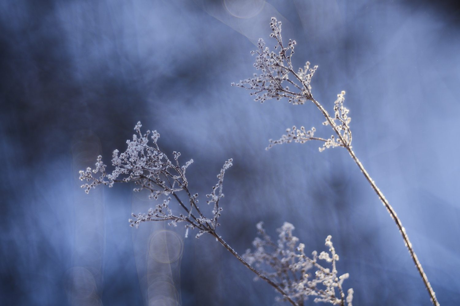 Winterblumen