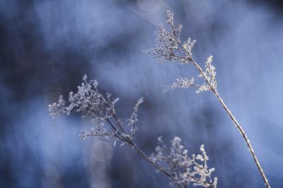 Winterblumen