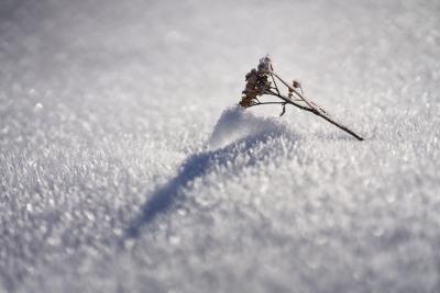Winterschlaf