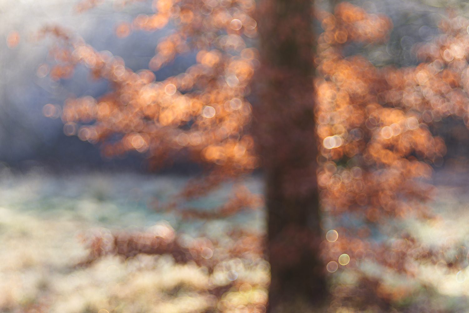 Wintersonne