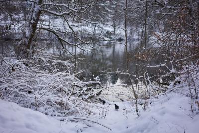 Winterszene mit Blässhuhn