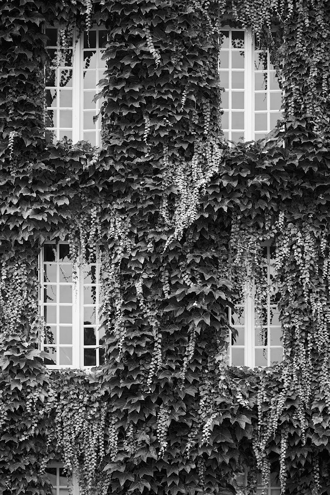 Efeu-Fenster