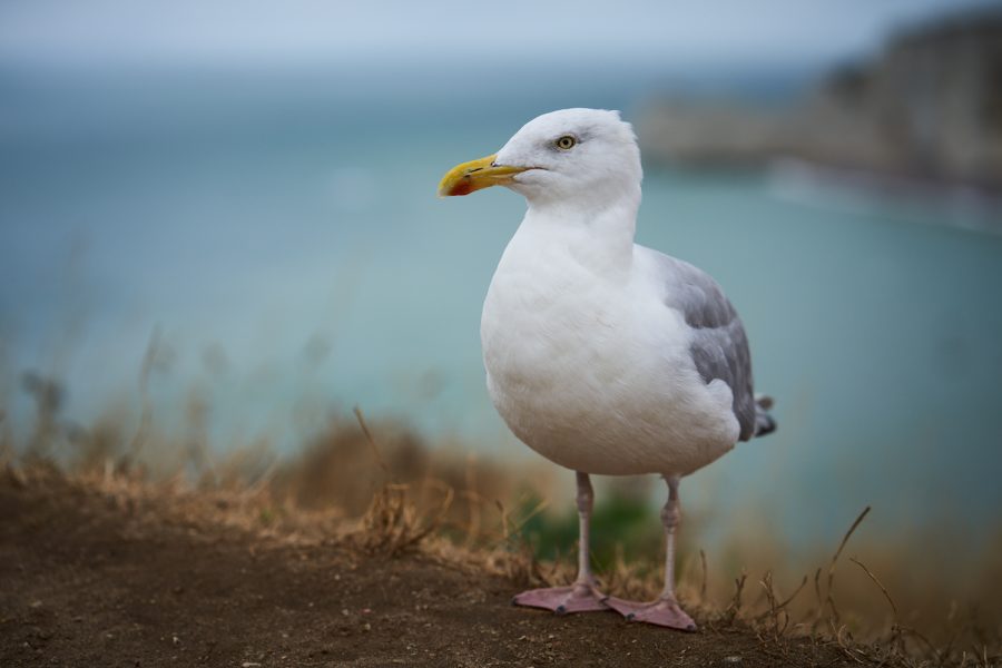 Möwe