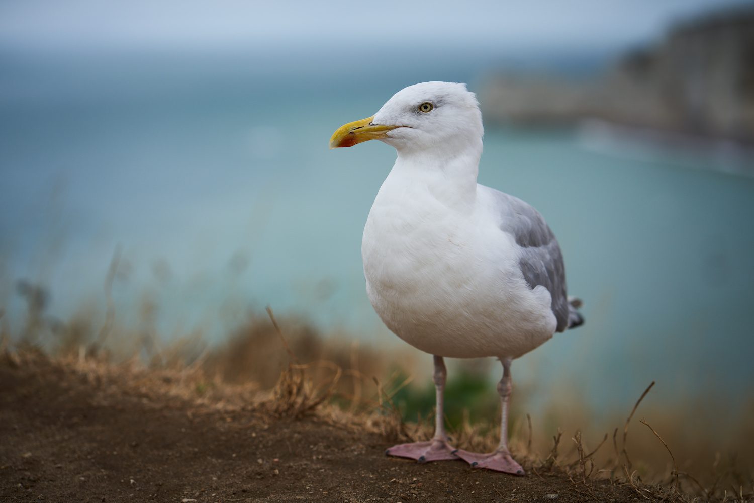 Möwe