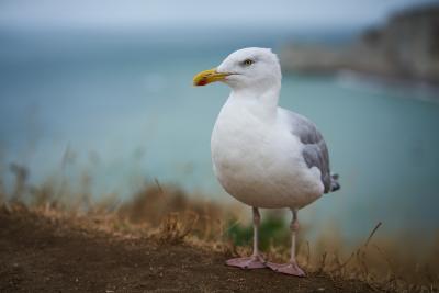 Möwe