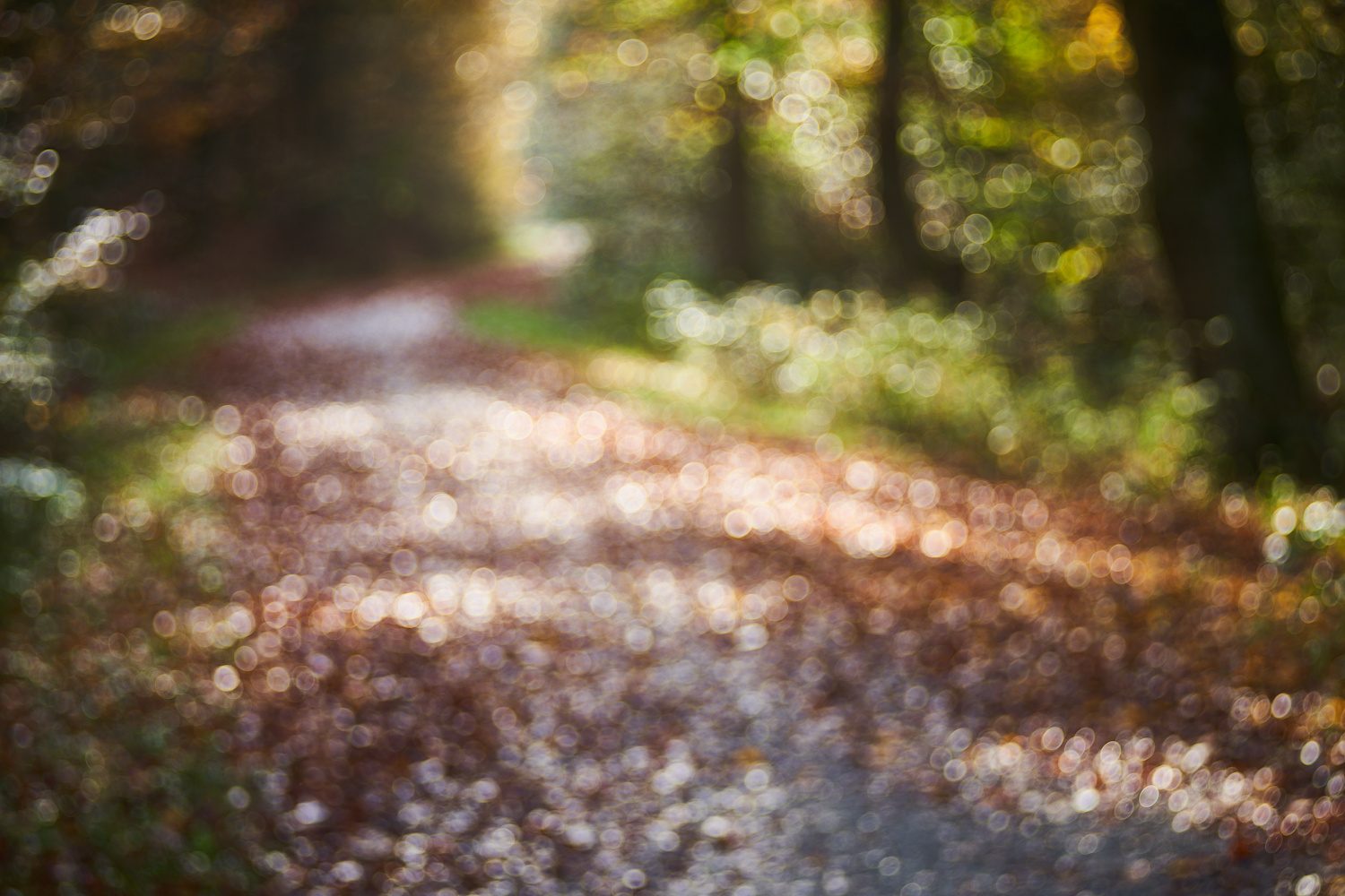 Sonniger Spaziergang im Wald