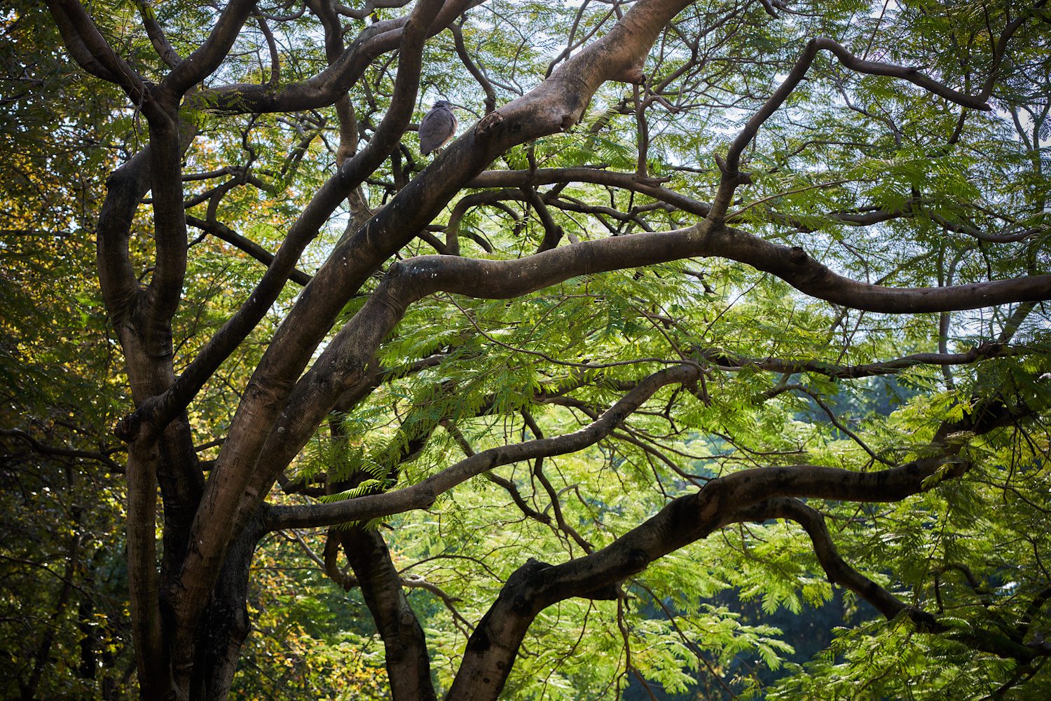 Auf dem Baum