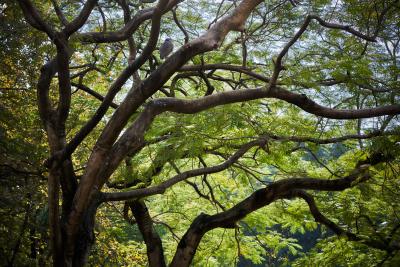 Auf dem Baum