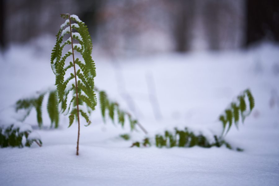 Aufrecht im Schnee