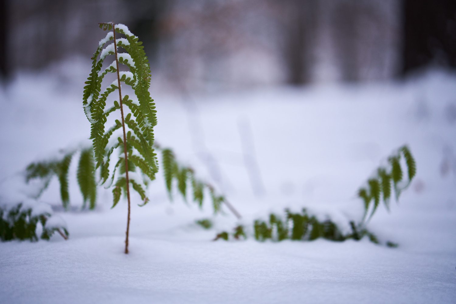 Aufrecht im Schnee