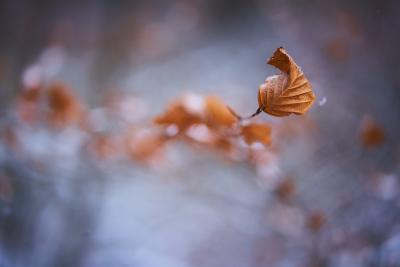 Das Blatt