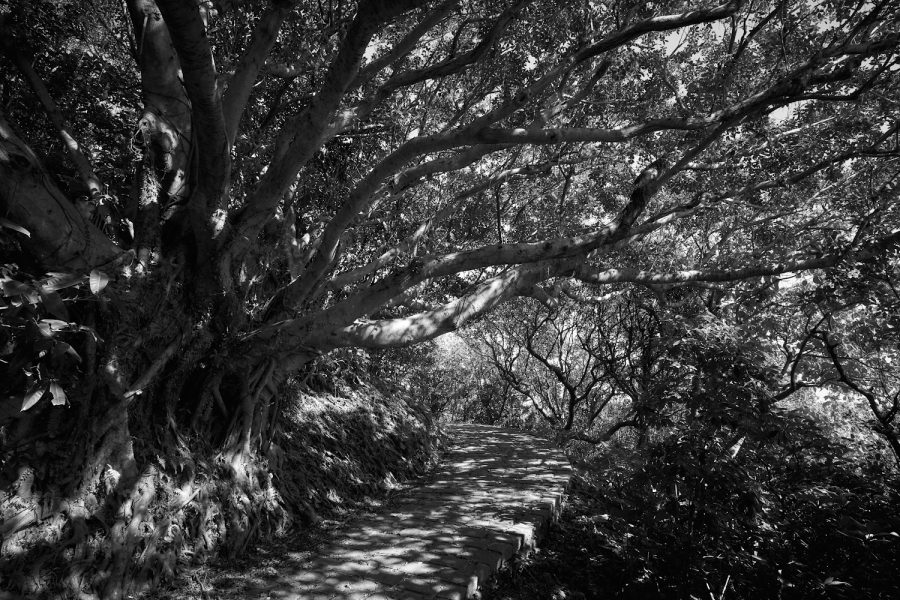 Der alte Baum