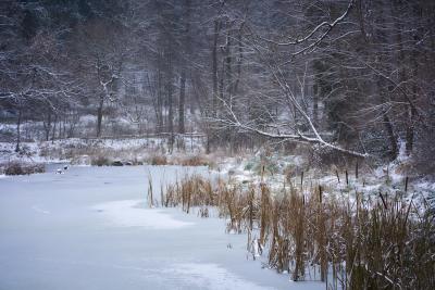 Der Weiher