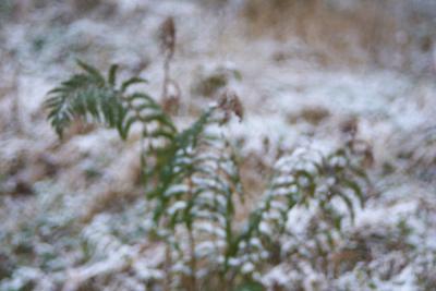 Farn im Schnee