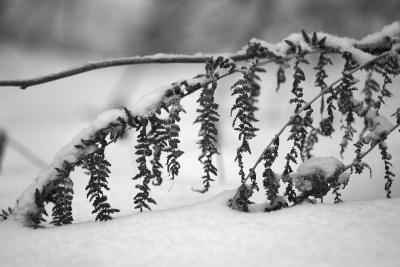 Farn im Winter