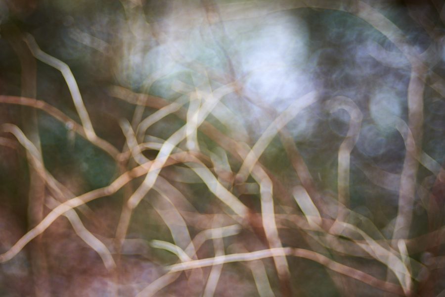 Linien