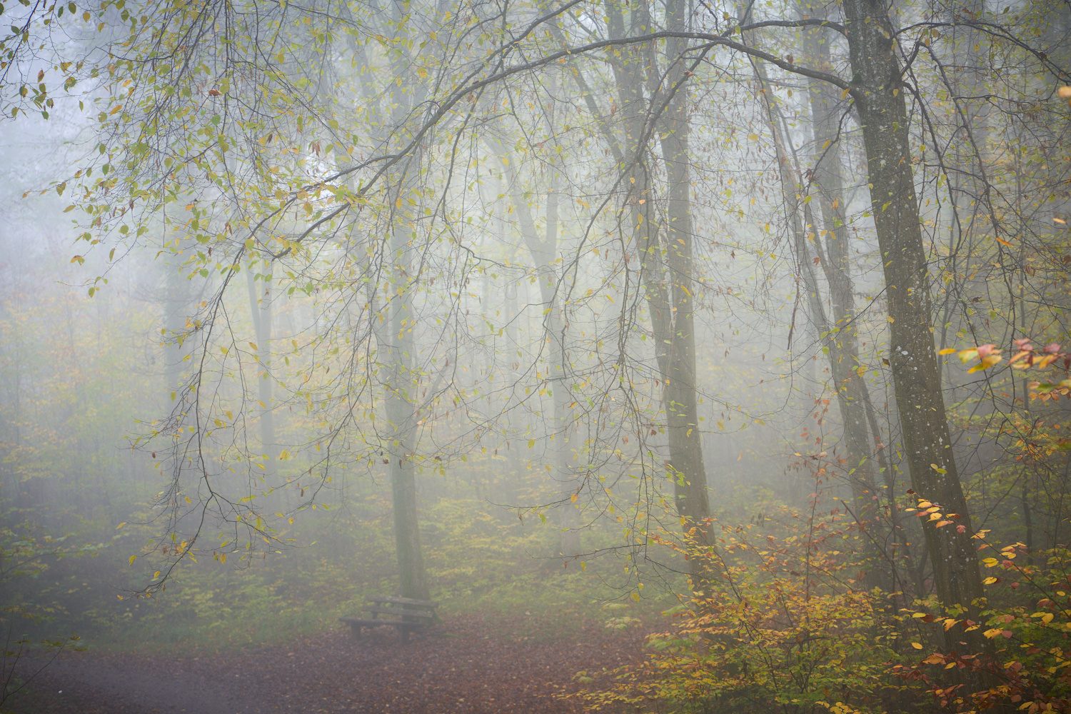 Nebliger Wald